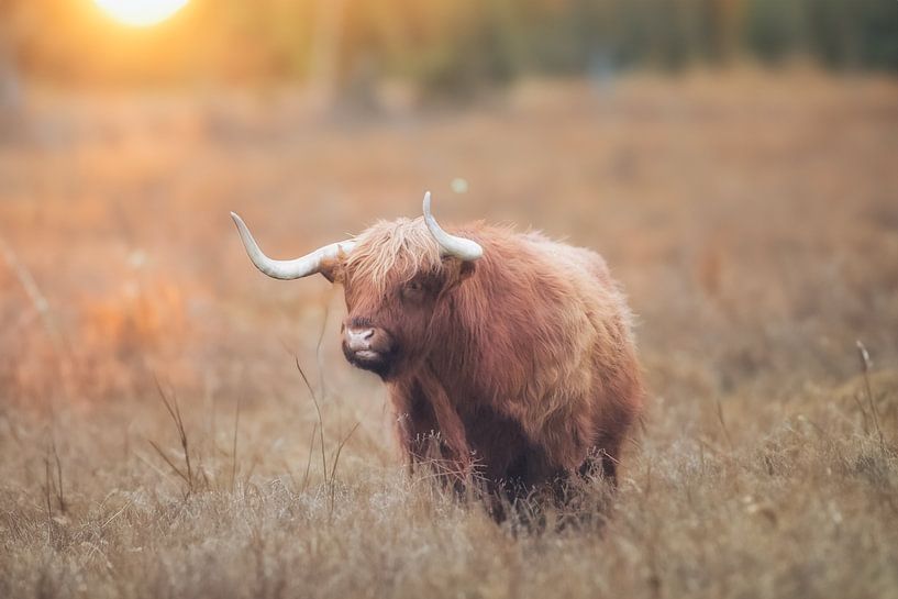 Highlander écossais par WeVaFotografie