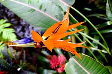 Paradijsvogelbloem
