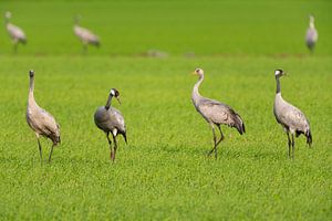 Kranichvogelfamilie beim Ausruhen und Füttern auf einem Feld im Herbst