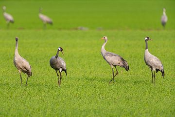 Kraanvogelfamilie rustend en etend in een veld tijdens de herfst