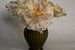 Pfingstrosen in einer Vase von Elly van Veen
