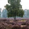 Bouleau dans la lande en fleurs sur Holger W. Spieker