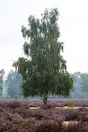 Birch in the blooming heath landscape