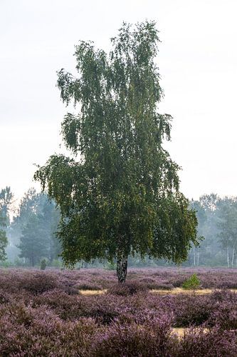 Berk in het bloeiende heidelandschap