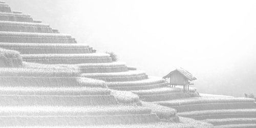 High Key Minimalistisch Landschap Rijstvelden China