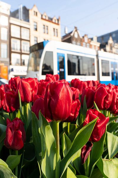 Amsterdam - tulips von Thea.Photo