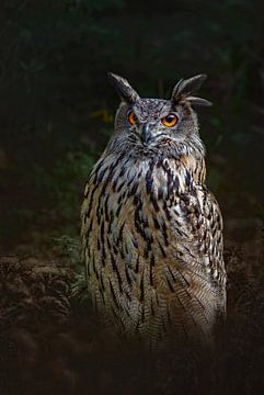 Owl by Lisette van Peenen