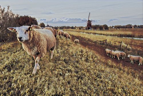 Sheep Kinderdijk painting