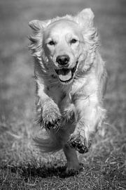Golden Retriever by Silvio Schoisswohl