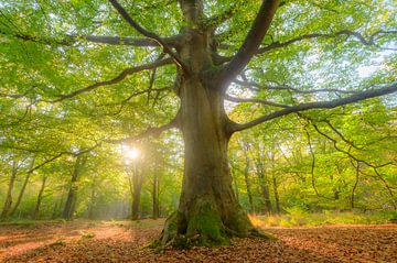 Vieux hêtre dans une forêt de hêtres lors d'une matinée d'automne sur Sjoerd van der Wal Photographie