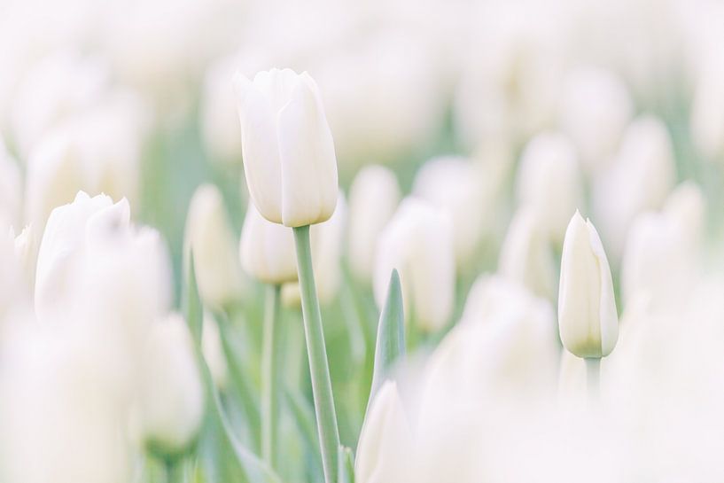 The White Tulip by Martin Bergsma