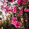 Roze bloemen bougainvillea | Cambutal Panama | Reisfoto van Expeditie Aardbol