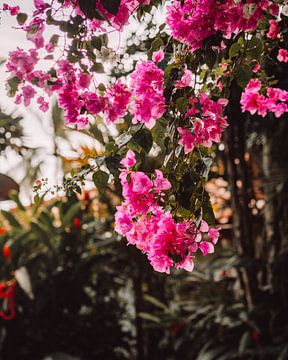 Roze bloemen bougainvillea | Cambutal Panama | Reisfoto van Expeditie Aardbol