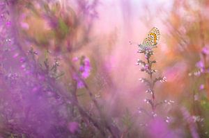 Heather blue, the jewel of the moors