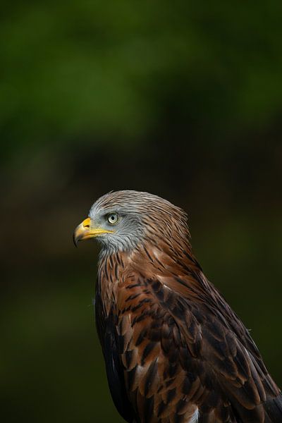 Roude Wouw von Arthur van der Zwan