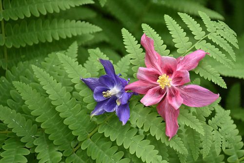 De bloemen van de akelei in de tuin