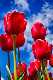 red tulp by John Wieringa