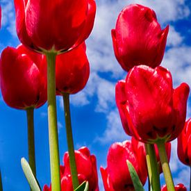 red tulp van John Wieringa