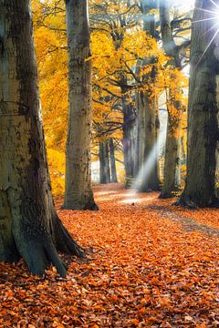 Zonnestralen en laantje in herfstkleuren van Jenco van Zalk