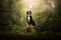 Little Prince on his throne