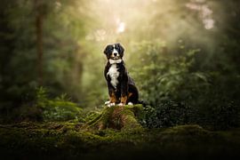 Little Prince on his throne by Paws of Joyce Photography