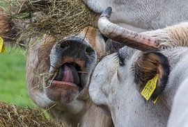 koeien die eten von Sjaak van Etten