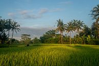 Zonsopkomst over een rijstveld in Bali van Ellis Peeters thumbnail