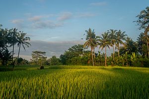 Sonnenaufgang über einem Reisfeld in Bali