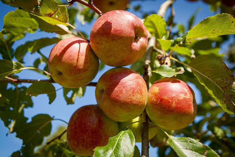 red apples estate Nuwenhuys by Pixel Meeting Point