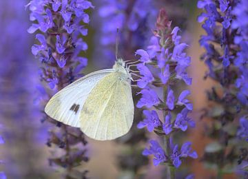 Schmetterling auf Blume von LukeTigch