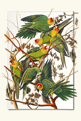 Carolina Parrots by Marja van den Hurk