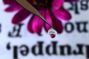 Dictionairy with pink flower