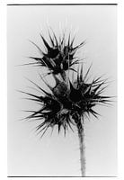 Botanisches Porträt #3