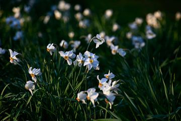 Jonquilles sur Thomas Jäger