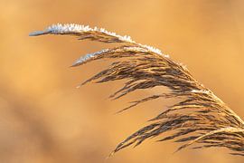 Roseau recouvert de givre par une froide journée d'hiver sur Sjoerd van der Wal Photographie