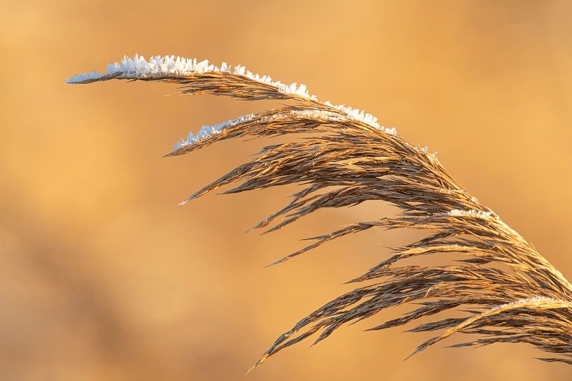Reed covered in frost during a cold winter day by Sjoerd van der Wal Photography