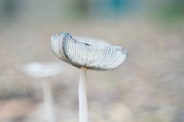 La belle patte de lièvre dans toute sa splendeur sur AldaBB fotografie