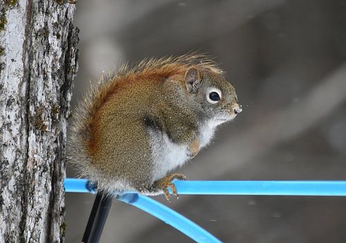 Een rode eekhoorn in de esdoornboomgaard