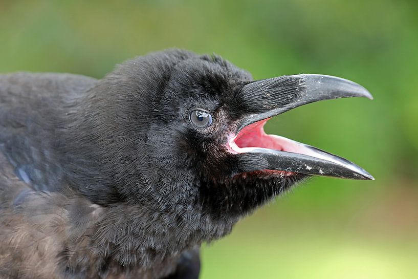 Corvus corax von Edwin Butter