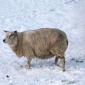 Ein Schaf in einer Winterlandschaft von W J Kok