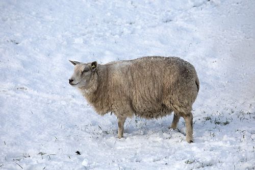 A sheep in a winter landscape by W J Kok
