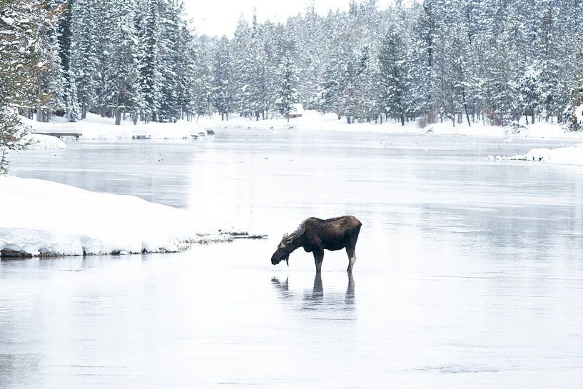 Elch in Winterlandschaft von Bianca Blonk