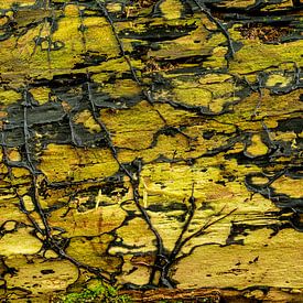 Structure de l'écorce de l'arbre sur R Smallenbroek