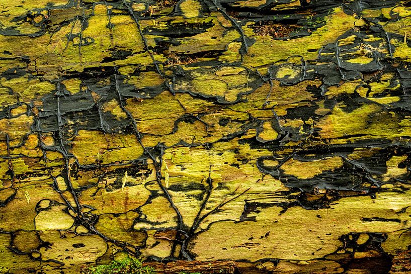 Tree bark structure abstract photography by R Smallenbroek