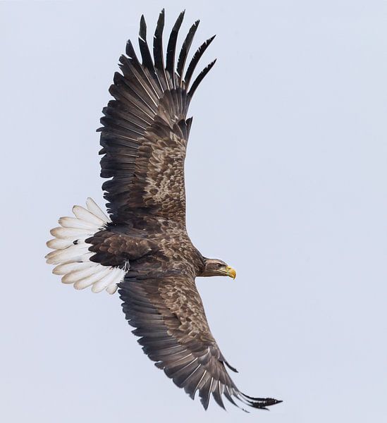 Europese Zeearend van Menno Schaefer