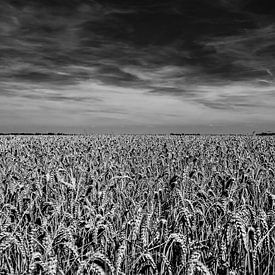 Graanveld in de Noordoostpolder van Dave Bijl