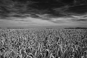 Graanveld in de Noordoostpolder van Dave Bijl