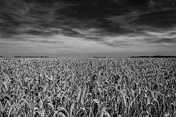 Grain field in the Noordoostpolder by Dave Bijl