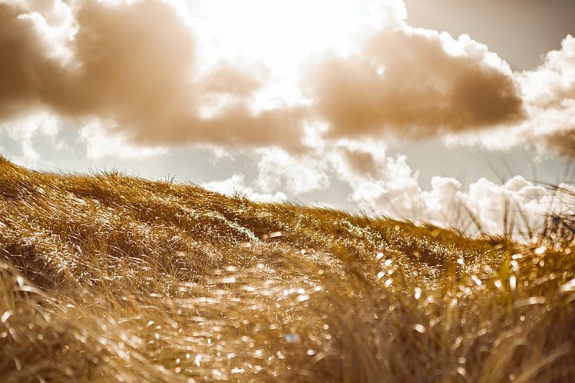 Des dunes d'été pour rêver par Benjamien t'Kindt