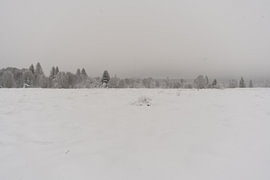 Snow-covered plain with a pine forest – High Fens, Belgium by Britta Lahaye